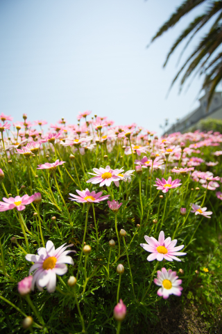 クリックして拡大